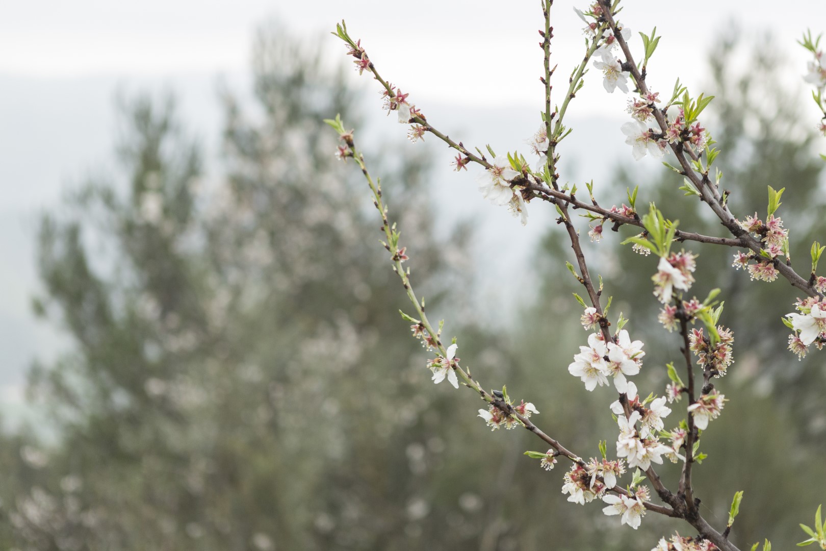 blooming-twigs-with-blurred-background (1920x1080px)